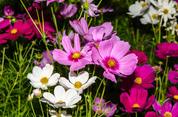 Flowers pink — Stock Photo, Image
