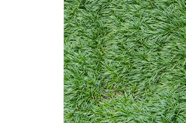 Grass frame — Stock Photo, Image