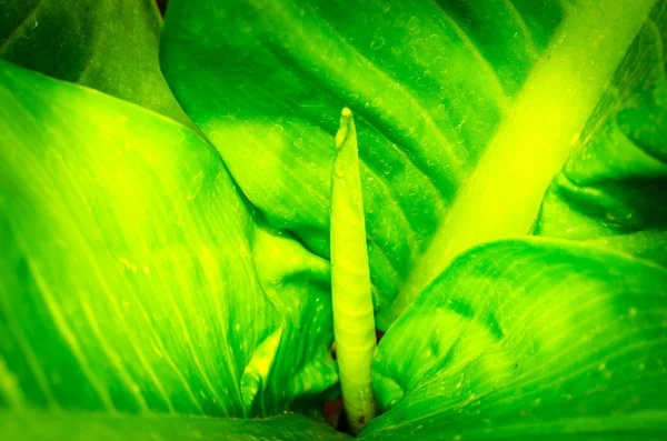 Green leaves — Stock Photo, Image