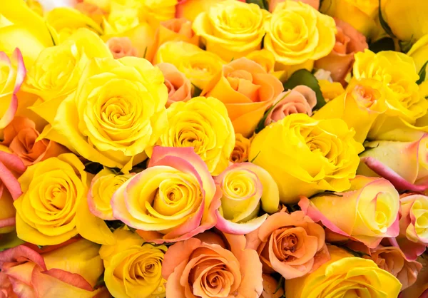 Yellow rose — Stock Photo, Image