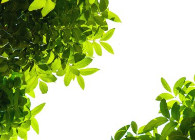 yeşil yapraklar izole