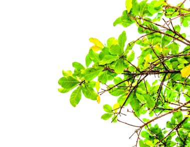 yeşil yapraklar izole