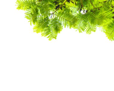 yeşil yapraklar izole