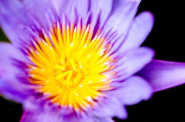 mor lotus
