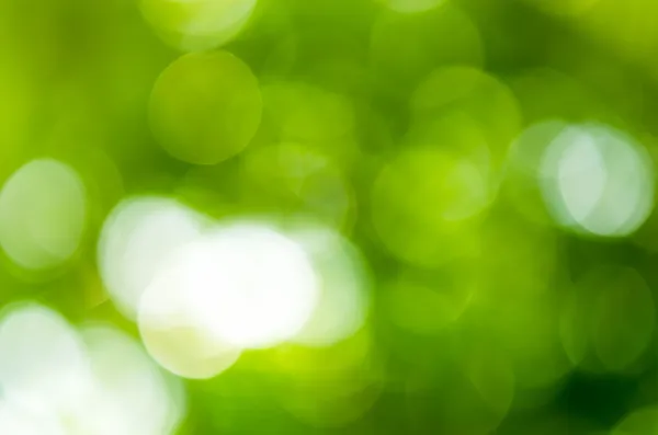 Bokeh vert — Photo