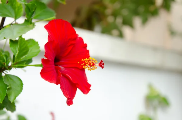 Röd hibiscus blomma — Stockfoto