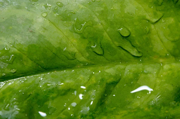 Blätter mit Wassertropfen — Stockfoto