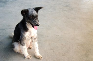 Oturan Köpek