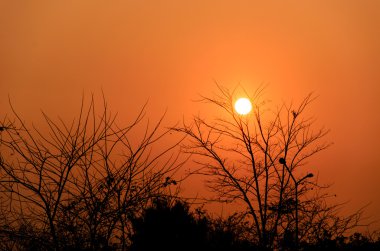 ağaç Sunset