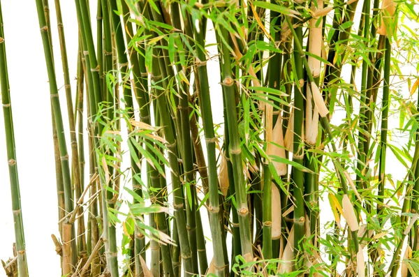 Bambu — Fotografia de Stock