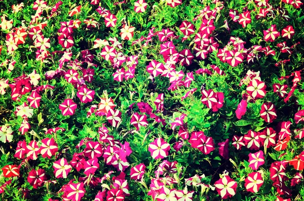 Floks kwiat purpurowy — Zdjęcie stockowe