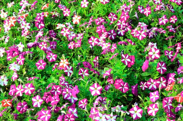 Flower Phlox Purple — Stock Photo, Image