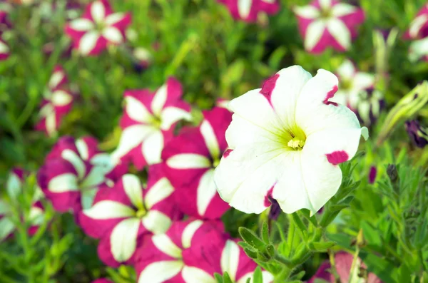 Phlox květ fialový — Stock fotografie
