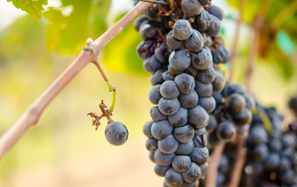 Purpurfarbene Weinherstellung — Stockfoto