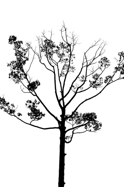 Sílhueta das árvores — Fotografia de Stock