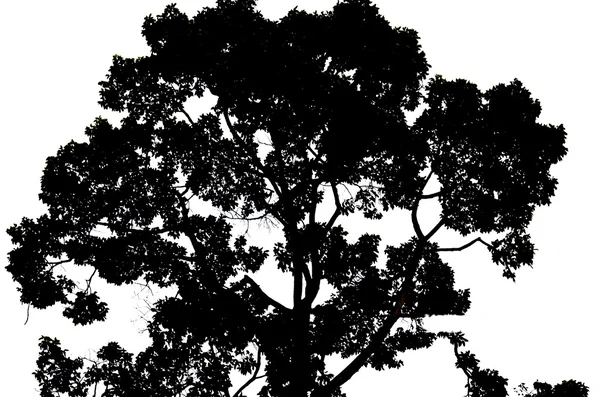 나무 실루엣 — 스톡 사진
