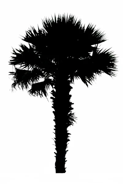 Silhouette palm trees — Stock Photo, Image