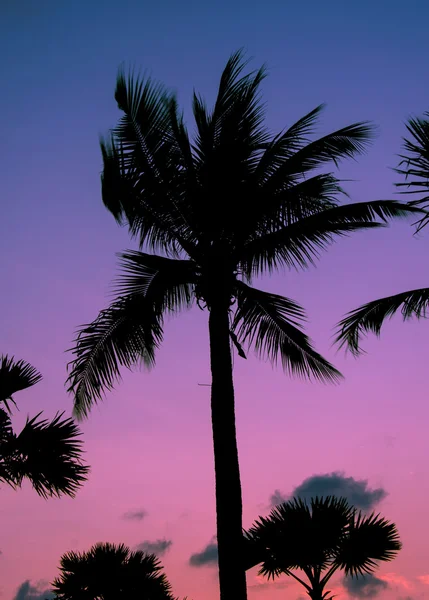 Siluet palmiye ağaçları — Stok fotoğraf