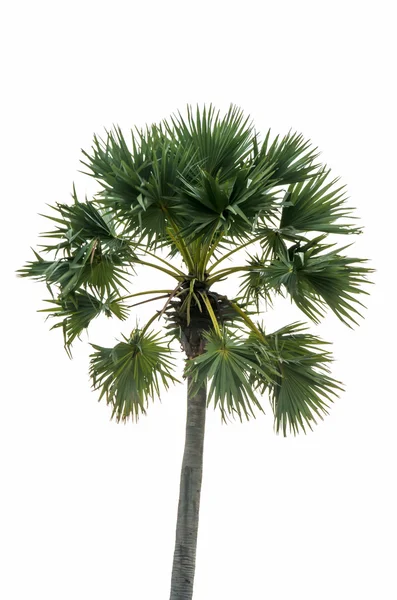 孤立的棕榈树 — 图库照片