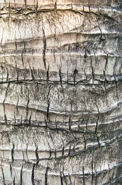 Corteccia dell'albero — Foto Stock