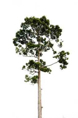 teak tree isolated clipart