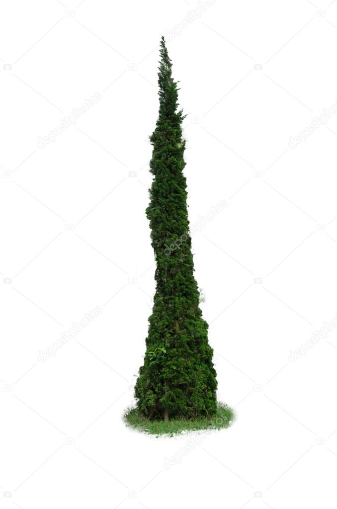 pine trees isolated