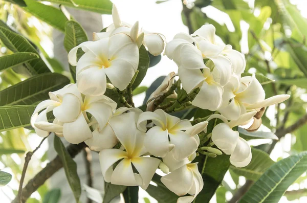 Frangipani boom vintage. — Stockfoto