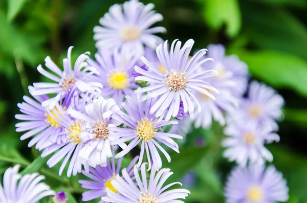 Flor púrpura — Foto de Stock