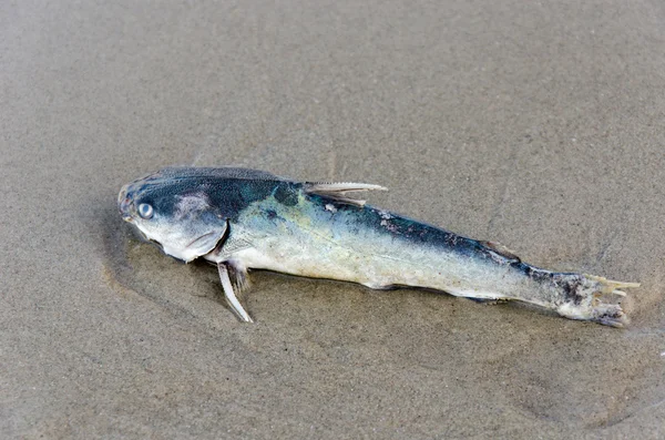 死んだ魚 — ストック写真