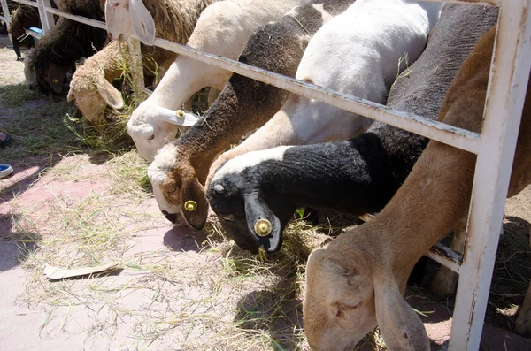 Las ovejas comen hierba — Foto de Stock