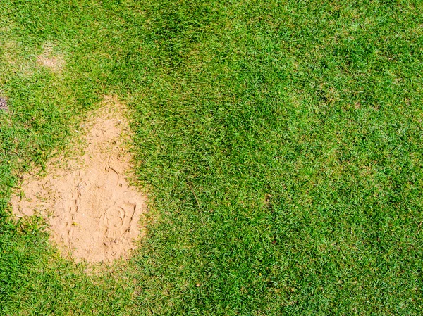 Rasen und Sand — Stockfoto