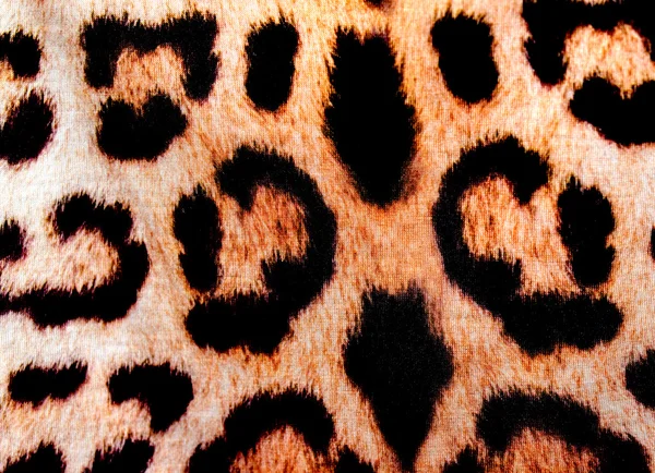 Cotone tigre — Foto Stock