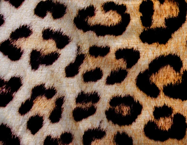 Tygrys bawełny — Zdjęcie stockowe