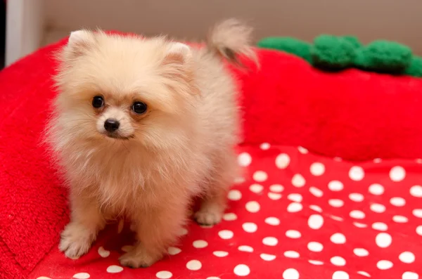 Cão da Pomerânia — Fotografia de Stock