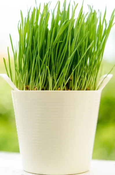 Pšeničné trávy v hrnci — Stock fotografie