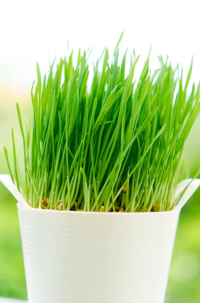 Wheat grass in pot — Stock Photo, Image