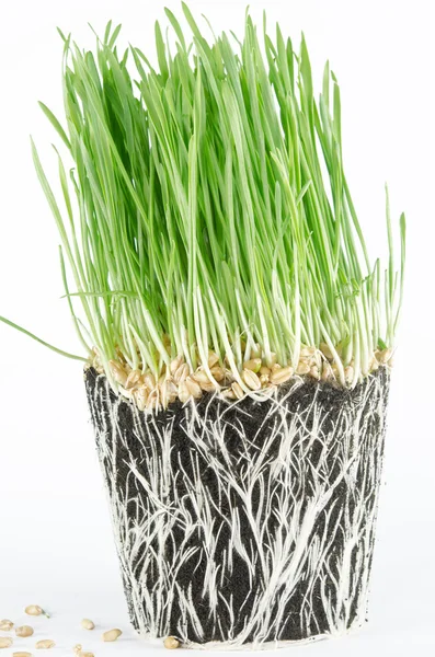 Wheat grass — Stock Photo, Image