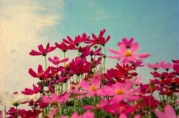 Cosmos flowers — Stock Photo, Image