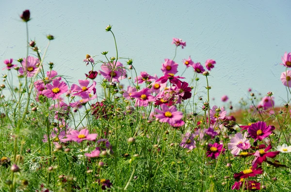 Cosmos flowers garden — Stock Photo, Image