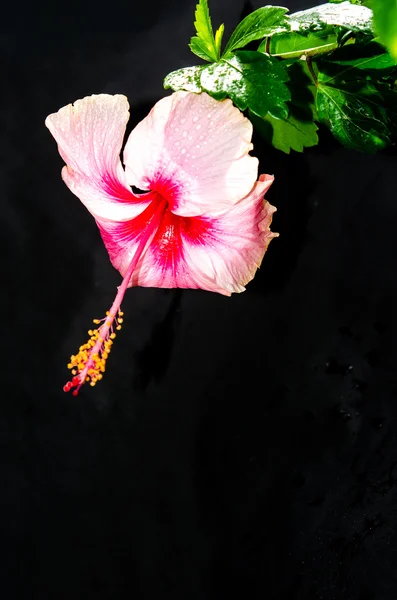 Vatten droppar hibiscus blomma — Stockfoto