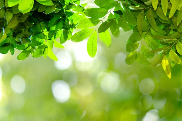 Bokeh und grüne Blätter Hintergrund — Stockfoto