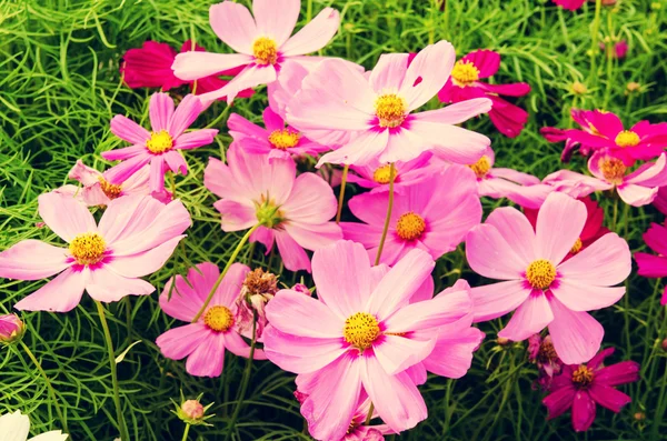 Cosmos flores — Foto de Stock