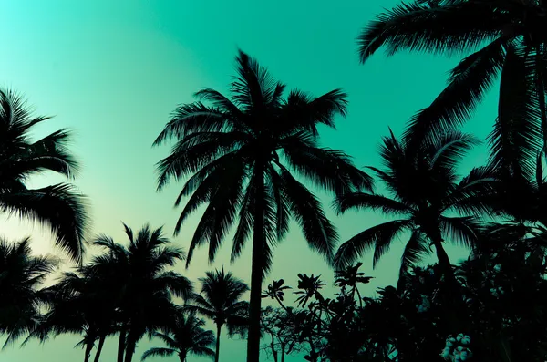 Palm trees vintage