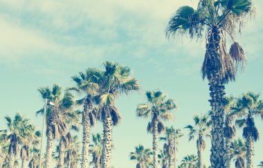 palmiye ağaçları vintage