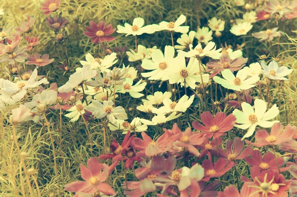 Kosmos blommor vintage — Stockfoto