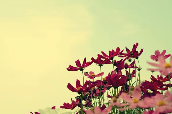 Cosmos flowers vintage — Stock Photo, Image