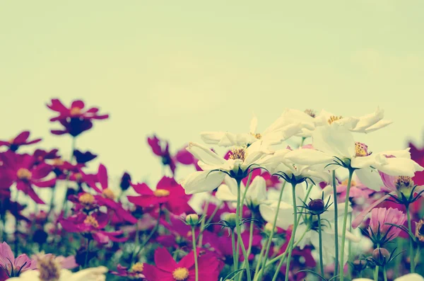 Cosmos flowers vintage — Stock Photo, Image