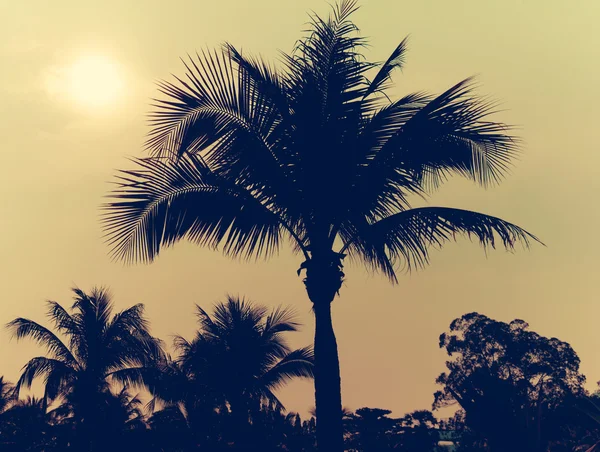 Palm bomen vintage — Stockfoto