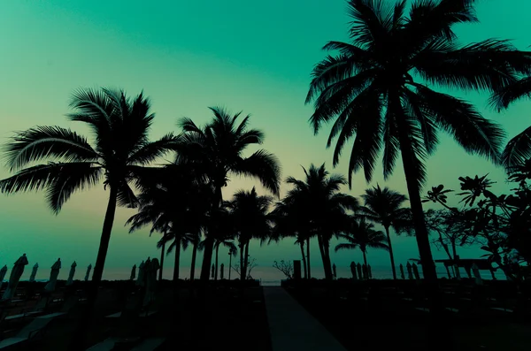 Palm träd vintage — Stockfoto