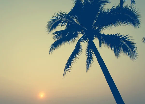 Palmiye ağaçları vintage — Stok fotoğraf